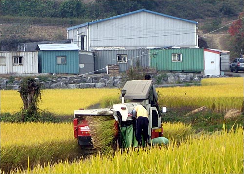  수확철 농기계사고로 인한 농민 사망이 줄을 잇고 있다. 사진은 수확중인 콤바인