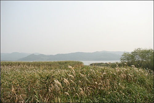 금강 유역의 신성리 갈대밭