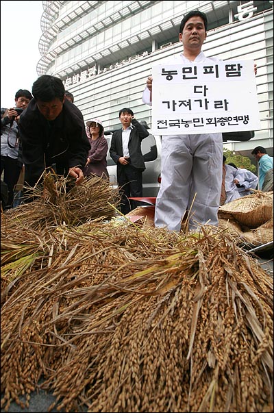 농민들이 총리실까지 행진하기 위해 벼를 정리하고 있다.
