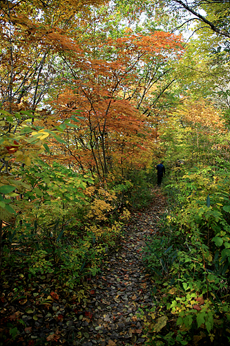숲과 단풍과 낙엽이 어울어진 가을만끽의 멋진 길입니다.