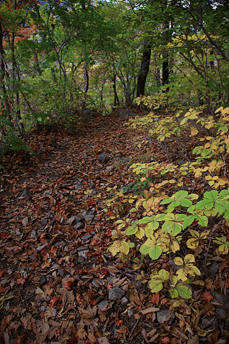 인적이 드문 옛길에 쌓인 낙엽길을 걷는 느낌을 어디다 비할까요?