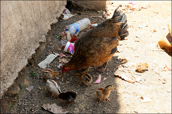 햇볕 때문에 병아리들과 함께 그늘로 피한 암탉. 동티모르에선 닭, 돼지, 개 등 대부분 가축을 풀어놓고 키운다.