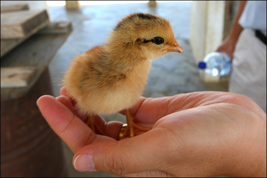 잠시 촬영을 위해 손 위에 올려놓은 병아리. 동티모르의 닭들은 조금 크기가 작을 뿐 우리나라 토종닭과 생김새가 비슷하다.