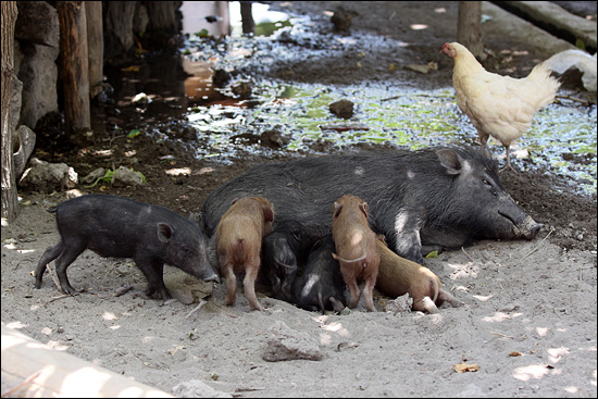새끼들에게 젖을 주고 있는 어미 돼지. 닭들과 마찬가지로 돼지들도 자유로운 것은 마찬가지. 아무데서나 먹고 자고 젖을 준다.