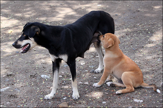 "나 니 엄마 아니라니까~" 어미개의 색이 강아지와 완전히 다르다. 다른 개가 낳은 새끼를 거둬 키우고 있는 것은 아닌지. 동티모르에선 젖을 물리고 있는 동물들의 모습을 쉽게 볼 수 있다. 어린 시절 시골 모습을 보는 듯.