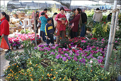 쿤밍의 한 꽃시장에서 판매되는 다양한 화초. 더우난 화훼시장에서 거래된 화초는 중국 각지 소매시장을 통해 소비자에게 전해진다.