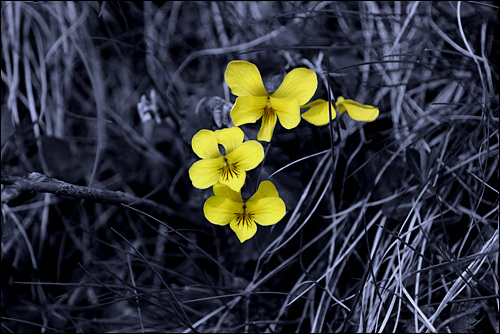 한라산에서 만난 노랑제비꽃