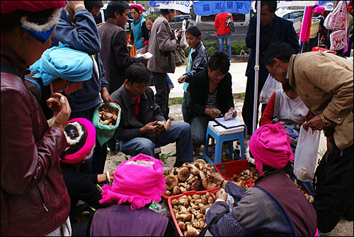 지난 8월 야생에서 채취한 송이버섯을 샹그릴라 시장에 가져와 내다파는 티베트 여인들. 샹그릴라는 중국 최대의 송이버섯 산지로 유명하다.