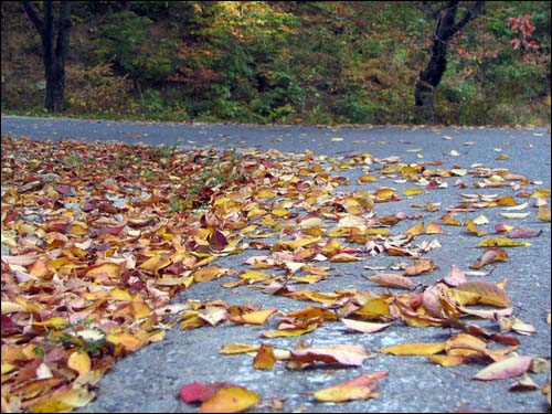 낙엽으로 덮힌 칠갑산 옛길. 가을정취가 한껏 풍기는 공간이다.