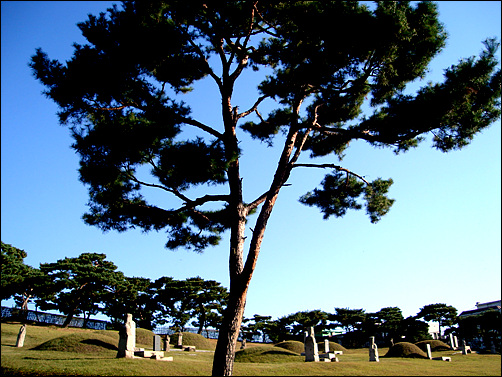 주변의 소나무가 석물과 빗돌과 함께 묘역을 지키고 있다.