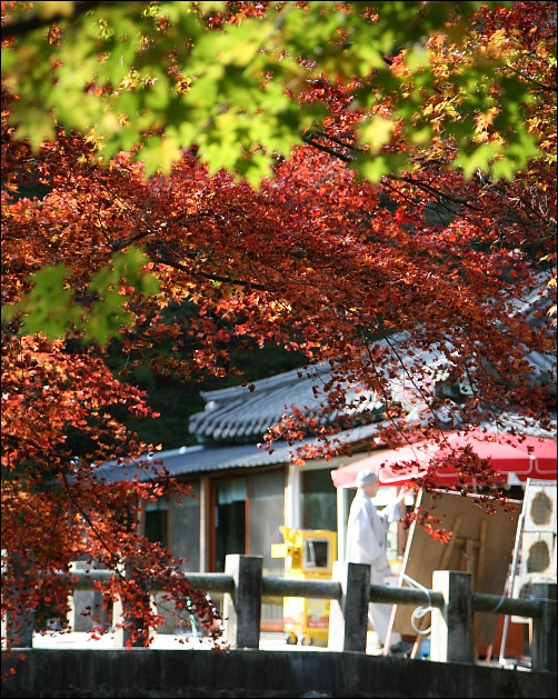 붉은 단풍이 내장산을 뒤덮고있다. 내장사 입구를 뒤덮은 단풍잎.