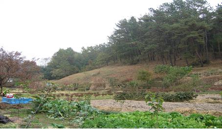 뜨락 옆의 울창한 송림 그곳에 오르면 마을과 이따금 기차가 다니는 굽은 철길이 보인다.