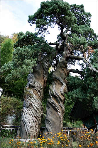 800년을 다정스럽게 서있는 향나무 두 그루. 천연기념물 제88호로 지정되어 있으며, 나무의 크기는 높이 12.5m이며 흉고둘레는 3.98m, 3.24m이다.