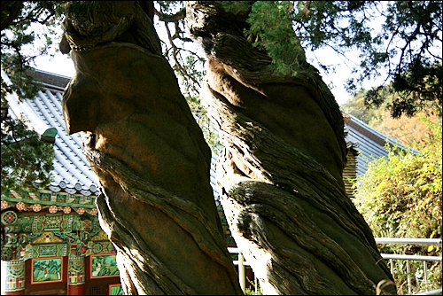 쌍향수 기둥 부분. 곱향나무는 향나무과에 속하는 상록침엽교목(常綠針葉喬木)으로서 학명은 Juniperus chinensis Linne이다. 보통 높이 8m, 지름 20cm에 달하고 수관이 비짜루처럼 되며 수피가 세로로 얕게 갈라진다. 