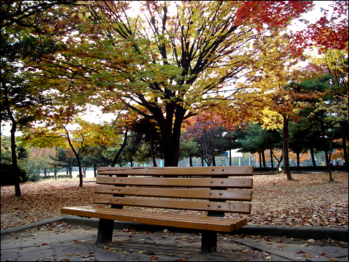 작은 공원 벤치와 느티나무가 늦가을의 정취를 물씬 풍긴다.