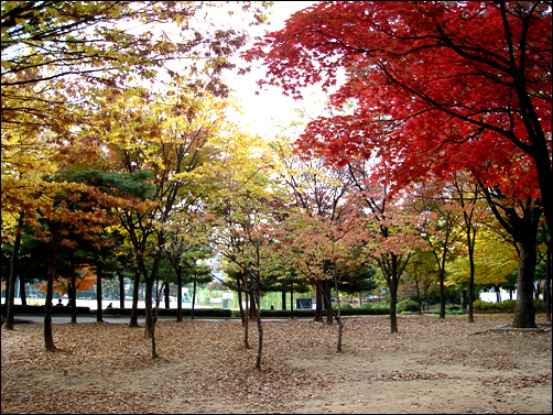 단풍나무와 낙엽송들이 바람에 춤추며 잎을 떨군다.