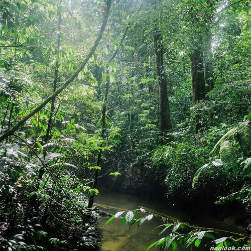  강제욱_TR04M(Mulu National Park)_C 프린트_100×100cm_2008