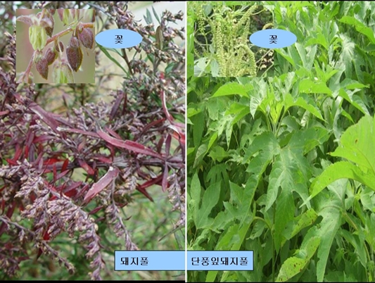  돼지풀, 단풍잎 돼지풀: 쌍떡잎식물 초롱꽃목 국화과의 여러해살이풀, 북미 원산  