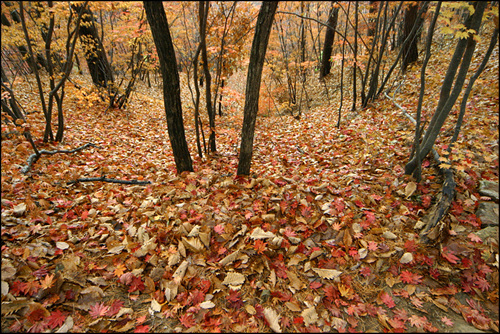 적멸보궁 올라가는 길섶에 쌓인 낙엽