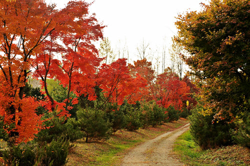 붉게 타오르는 단풍잎이 새색시 볼 같습니다. 이 길을 함께 걸어 보실까요?