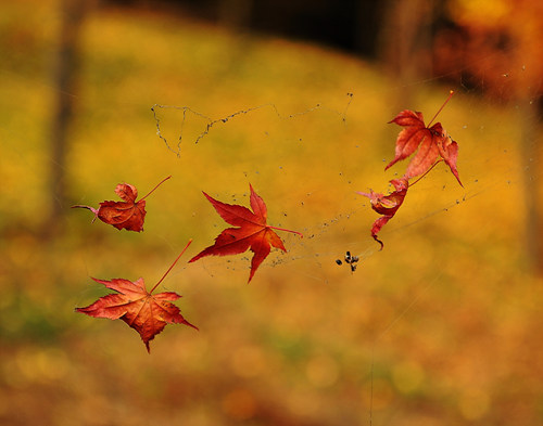 생명을 다한 단풍잎이 거미줄에 걸려 바람에 흔들립니다. 