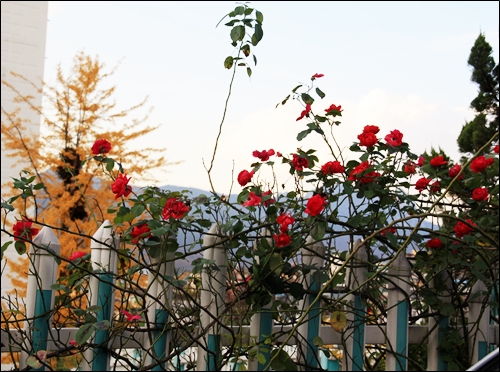 아파트 울타리에 무더기로 피어난 장미꽃들과 단풍든 은행나무
