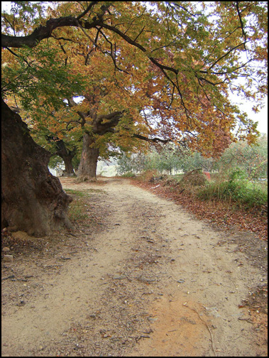 안곡리에는 커다란 느티나무가 매우 많아요. 가을빛으로 곱게 물이 들어 멋진 풍경을 이룹니다.
