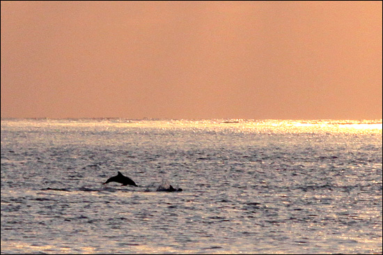 뚜뚜알라 해변에서 지는 해를 따라가는 돌고래를 봤다. 인적없는 뚜뚜알라 해변은 맑고 따뜻하고 아름다웠다.