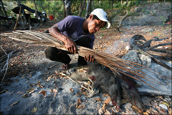 의식이 끝나면 돼지를 요리해 가족들과 함께 나눠 먹는다. 제물로 쓰인 돼지의 털을 제거하기 위해 불을 붙이고 있다.