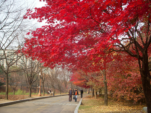 경기도 성남시 분당 중앙공원 분당 중앙공원은 지금 늦가을의 정취를 즐기기에 딱 좋다.