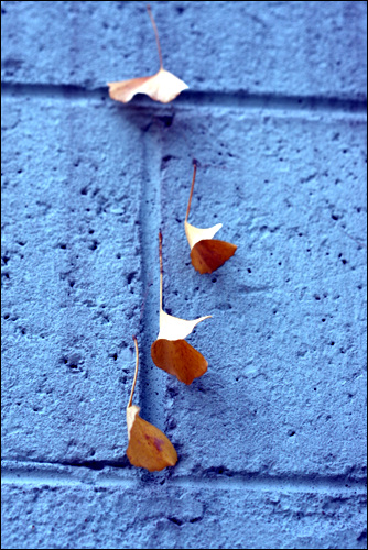 떨어지지 못하고 거미줄에 걸린 은행잎이 구치소 벽에 걸려있다.