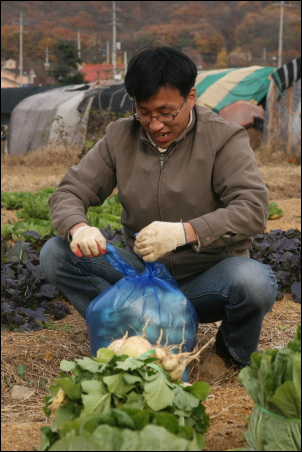 인천도시농업네트워크의 한 회원이 십정동 텃밭에서 김장용 무와 배추를 수확하고 있다. 밭이 좋지 않아 무가 잘다고 말하는 그이 얼굴에는 웃음이 떠나질 않았다.  