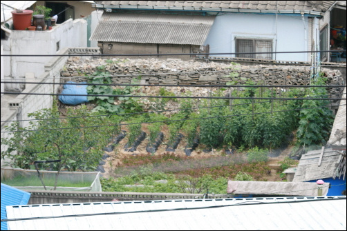 도심텃밭 부평구 부평3동의 한 동네텃밭. 집과 집사이에 있는 텃밭에 고추, 감자, 호박, 상추, 오이 등을 가지런히 심어 놓았다. 이 같은 풍경을 종종 볼 수 있다.

