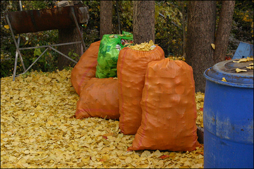 낙엽 덮힌 쓰레기장