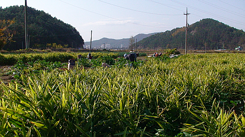  생강 수확