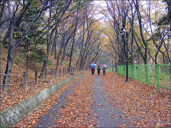 낙엽 쌓인 산책로