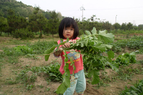 전국 귀농운동본부가 개최한 2008년 도시농부학교에 참가한 우성조씨네 가족이 텃밭에서 재배한 얼갈이, 열무, 시금치, 열무를 뽑아 들고 즐거워하고 있다. <사진제공·귀농운동본부> 
