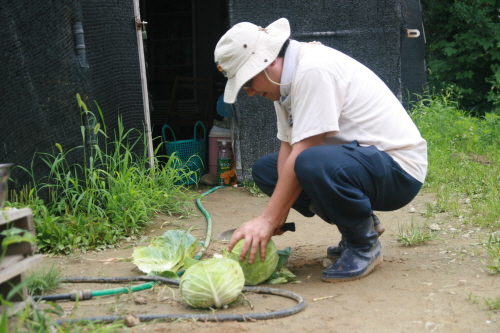 지난해 4기 도시농부학교에 참여한 시민이 사릉에 위치한 도시텃밭에서 직접 재배한 양배추를 다듬고 있다. 그의 가족은 청량리에서 사릉까지 주말마다 도시텃밭을 찾는다.   