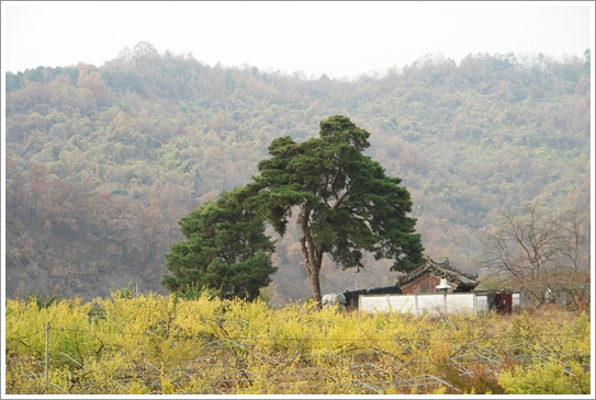  효자비와 소나무