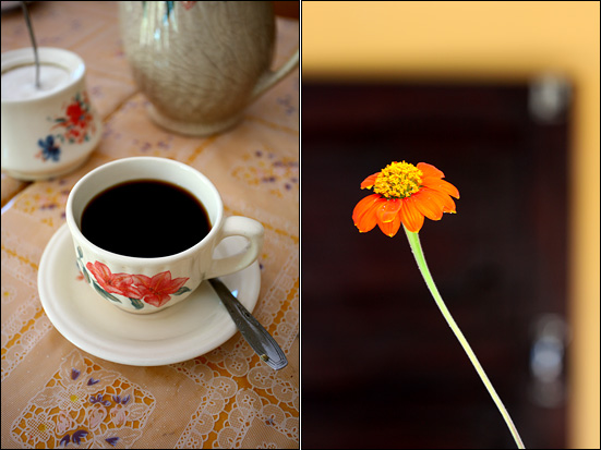 사메 호텔에서 마신 아라비카 커피 한잔. 그리고 화단에서 본 꽃 한송이.