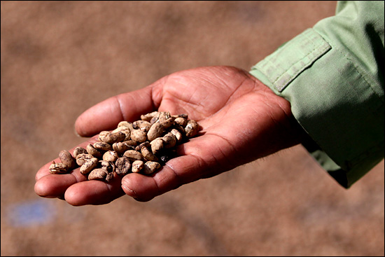 동티모르 커피는 포르투갈 식민지 시절 들어온 아라비카종이다. 따로 관리하지 않아도 밀림에서 스스로 자라고 열매를 맺는다. 주민들은 단지 수확만 할 뿐이다.