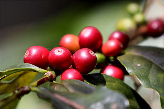 아직 수확하기 전인 붉게 익은 커피 열매. 깨물면 달작지근한 과육이 씹힌다.