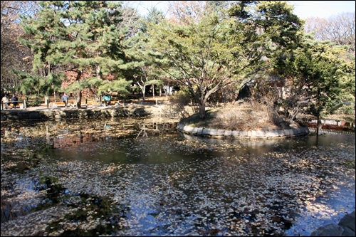 종묘 정문 안쪽에 있는 연못에 내려앉은 낙엽
