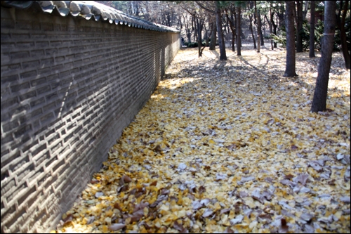 담장 옆 화단의 낙엽