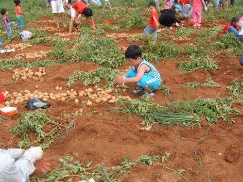 연두농장(시흥시 계수동)이 운영하는 주말농장에 참여한 가족들이 아이들과 함께 감자를 캐고 있다. 이곳 변현단 대표는 "직접 재배하고 직접 수확한 농산물은 아이들이 더 좋아한다"고 설명했다. 