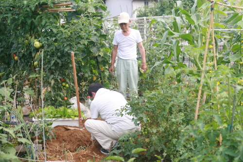 일본 가나가와현 가와사키시에 있는 시민농원. 시민농원을 분양 받은 시민들이 대파를 심고 있다. 일본의 시민농원은 지산지소운동(로컬푸드)의 한 형태로 정부, 지자체가 장려하고 있다. 