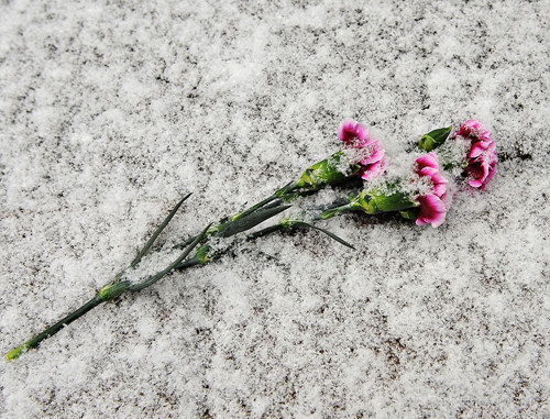 누군가 꽃을 길바닥에 떨어뜨리고 갔나봅니다. 쌓인 눈이 운치를 더합니다.