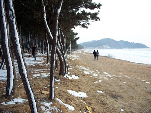해송(海松)이라고 불리는 나무들이 눈으로 분을 바르고 바닷가에 모여 서있습니다.