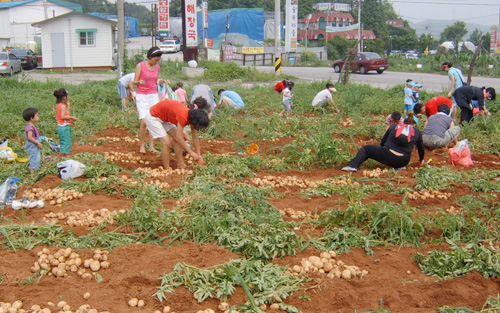 시흥시 계수동에 있는 자활기관인 연두농장이 운영하는 ‘연두텃밭’에 체험나온 가족들이 감자를 캐고 있다. 연두농장은 자활프로그램으로 도시농업을 운영하며 로컬푸드 운동을 전개하고 있다.
