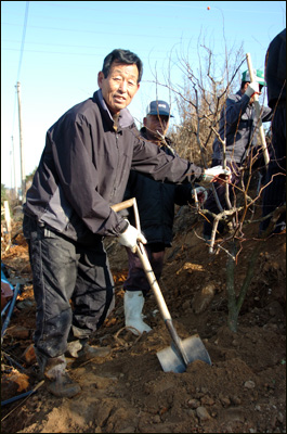 연산황토대추작목반 이영근(61세) 회장이 작목반 조합원들과 대추나무를 심고 있다.  